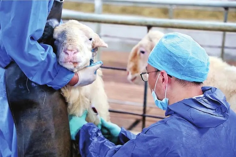 發現、鑒別和監測動物疫病